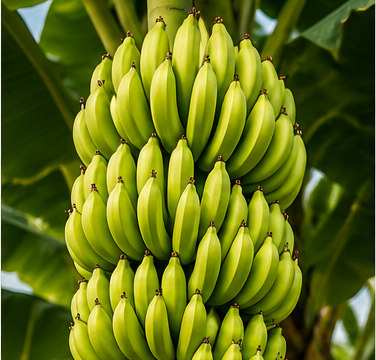 Imagem ilustrativa sobre bananicultura