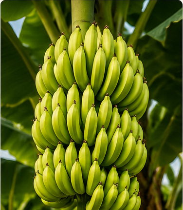 Imagem ilustrativa sobre bananicultura