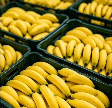 Imagem ilustrativa sobre bananicultura