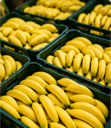 Imagem ilustrativa sobre bananicultura